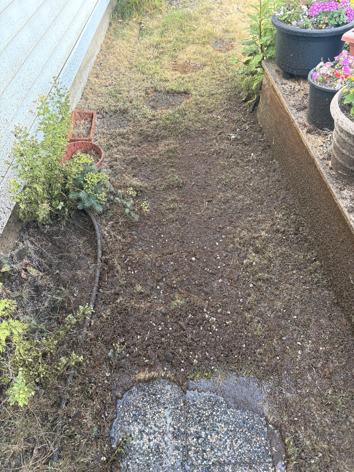 Pathway before pressure washing — dirty and overgrown